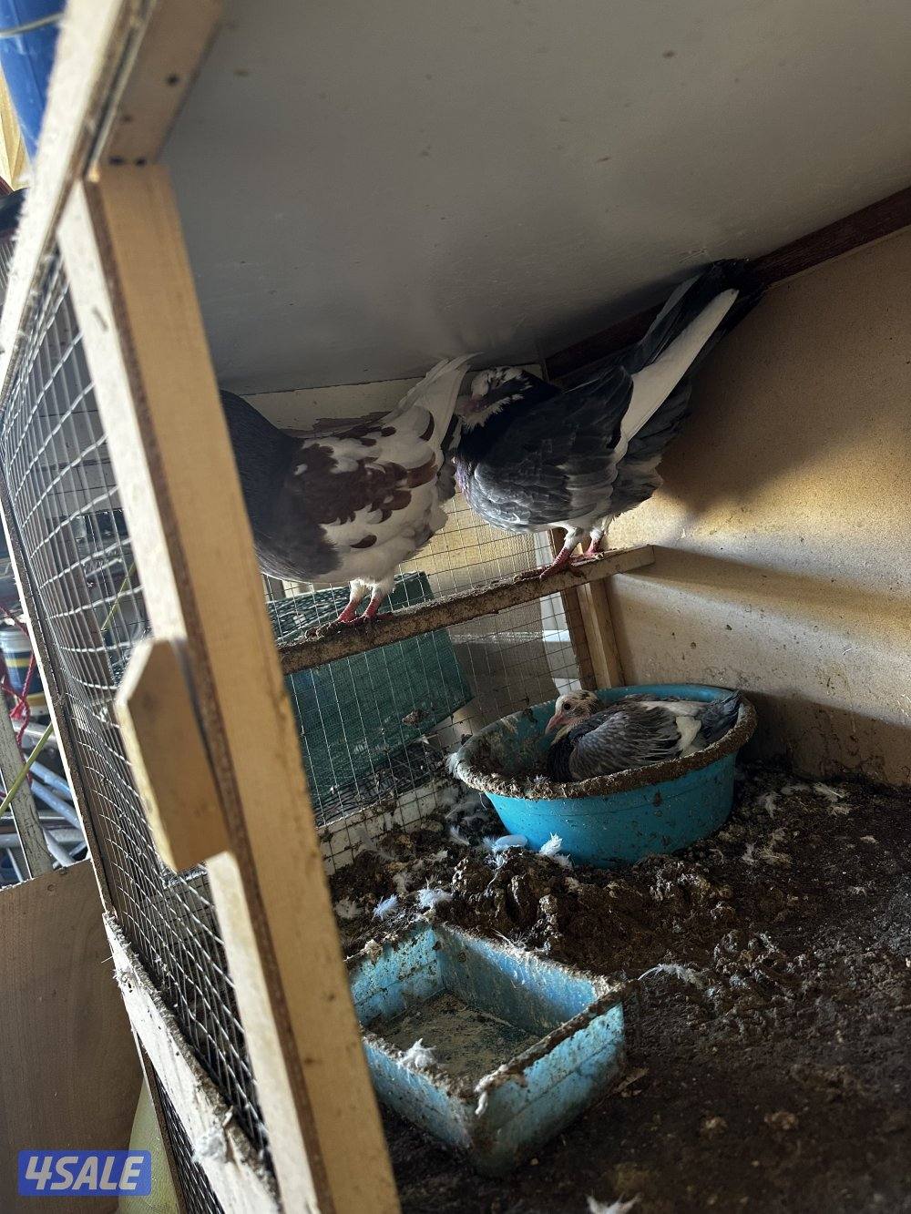 سعد العبدالله6