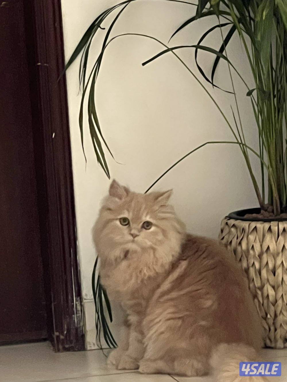 للبيع قط شيرازي مون فيس ٦ شهور0