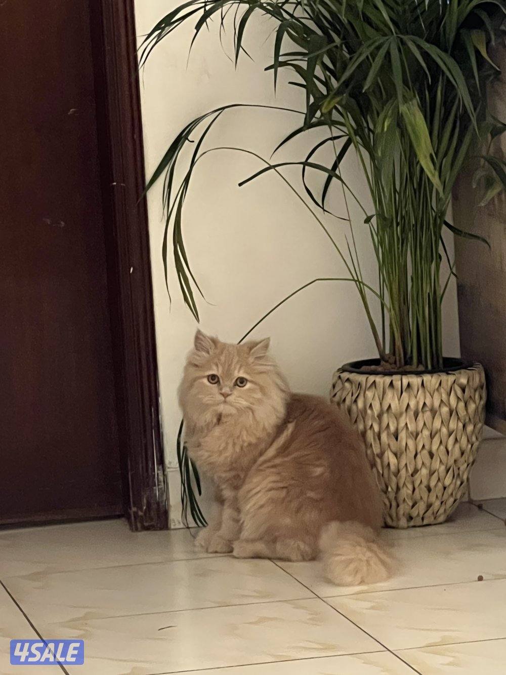 للبيع قط شيرازي مون فيس ٦ شهور1