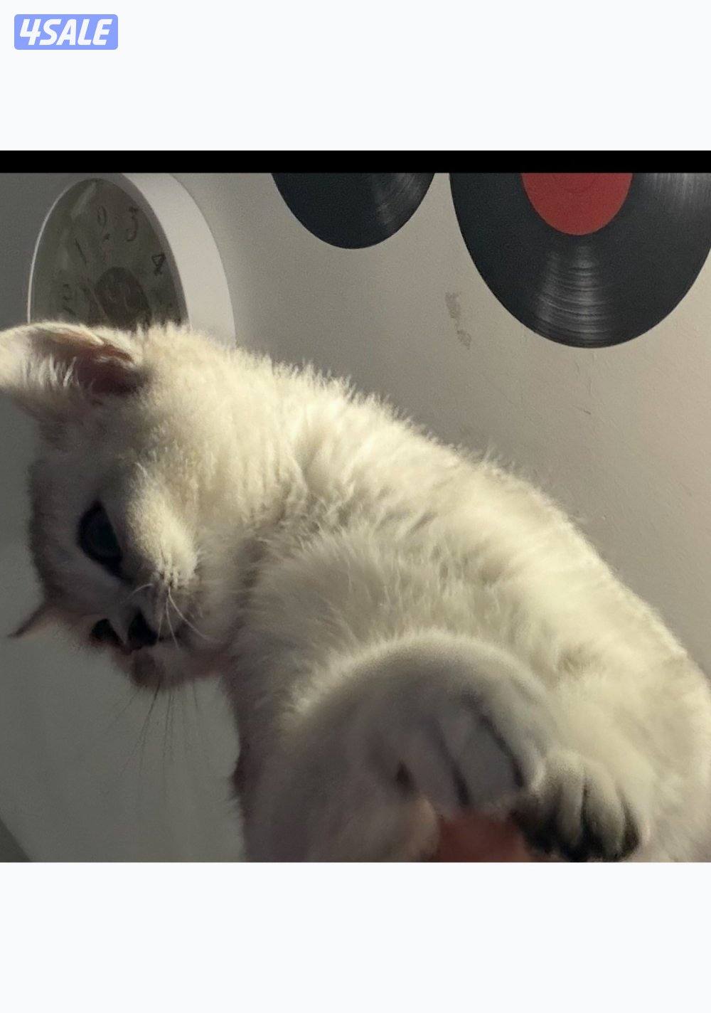 كيتن ذكر برتش شورت هير سلفر2