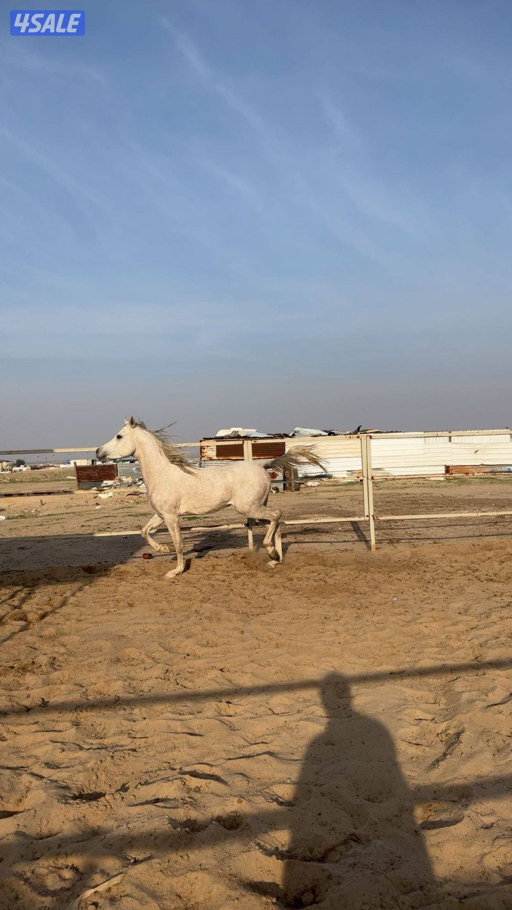 حصان عربي واهو مصري الطول نمو العمر2 مافيه فك متقدم ولا صدا شرط سلم0