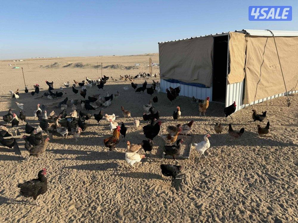 للبيع دجاج عربي و فيومي0