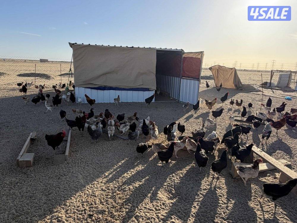 للبيع دجاج عربي و فيومي1