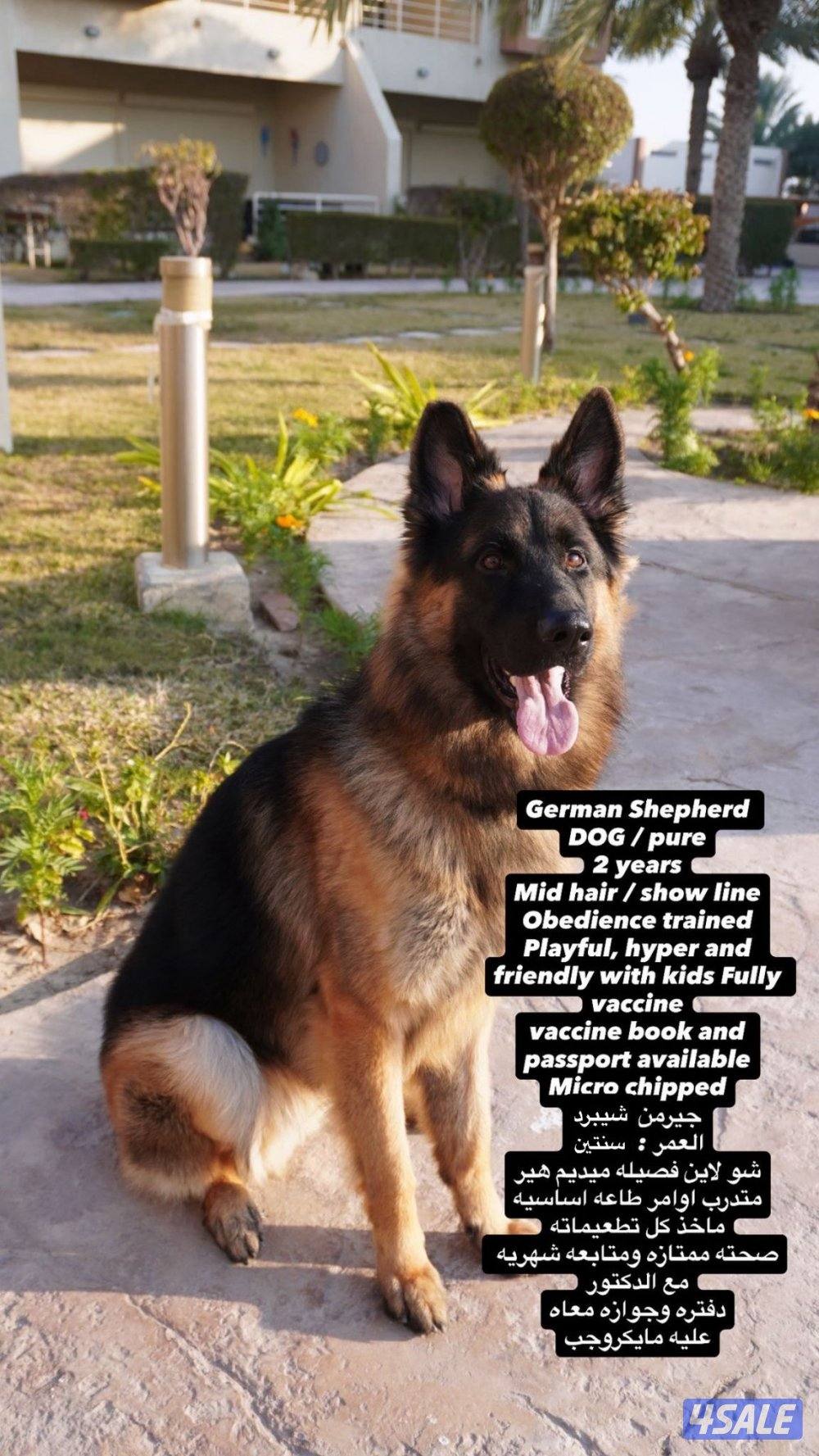 Dog for adoption/ كلب حراسه للتبني0