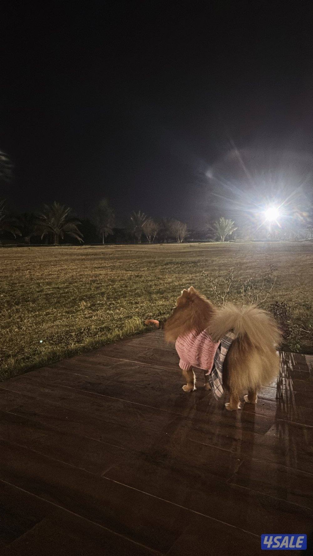 للبيع العمر٩ شهور مطعم باقي له تطعيمه وحده ومعاه دفتر التطعيم0