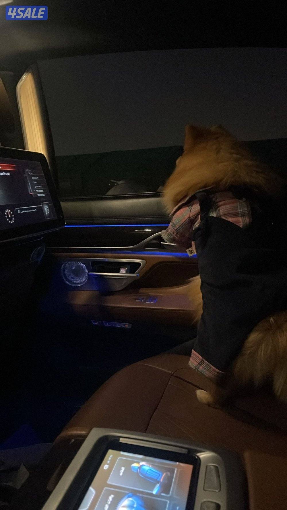 للبيع العمر٩ شهور مطعم باقي له تطعيمه وحده ومعاه دفتر التطعيم2