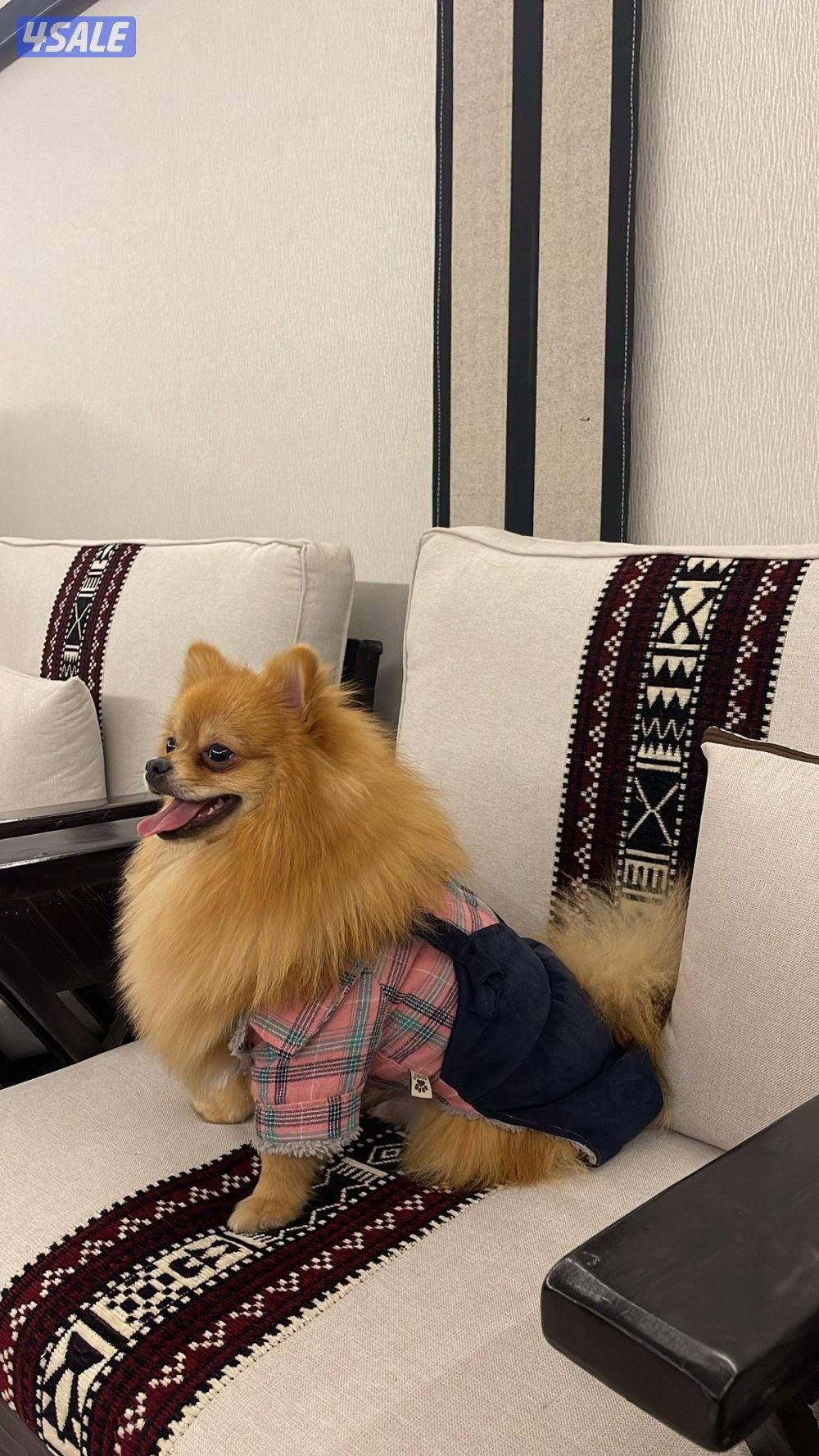 للبيع العمر٩ شهور مطعم باقي له تطعيمه وحده ومعاه دفتر التطعيم3