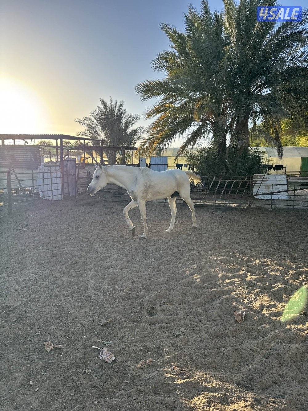 حصان عربي اصيل بيور0