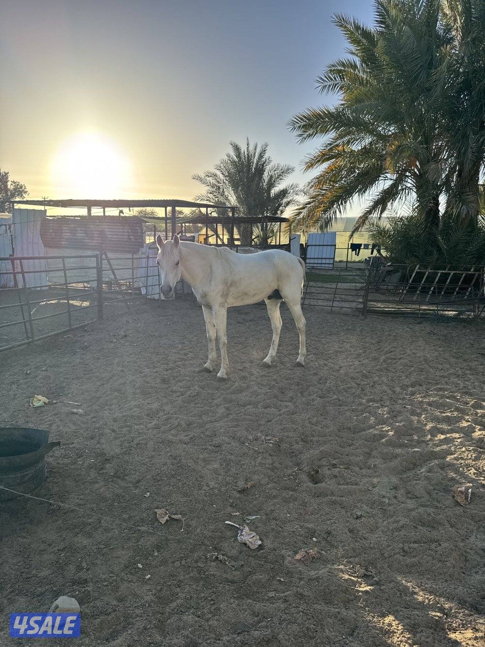 حصان عربي اصيل بيور1