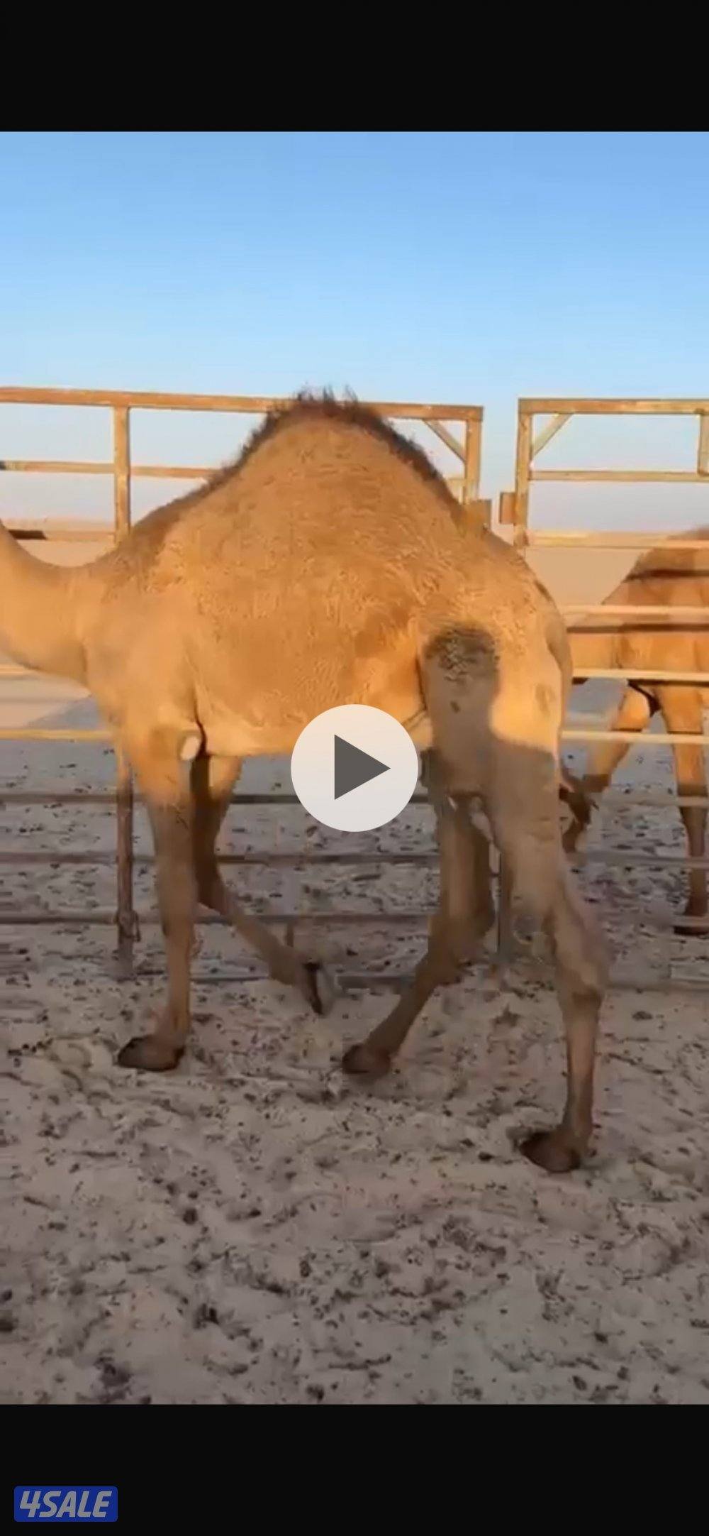 قعود مفرود عبداني سمين وطيب بالحيل0