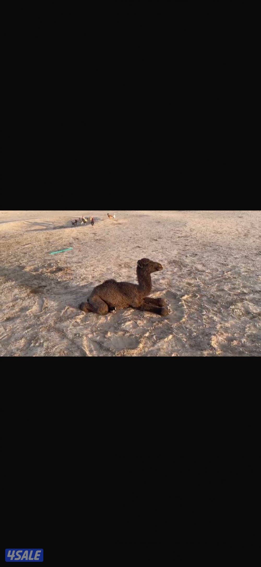 للبيع حاشي0