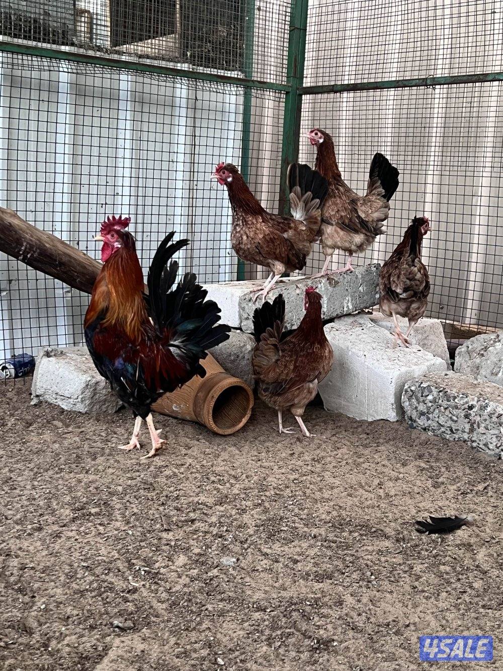 دجاج حبيشي بيور0