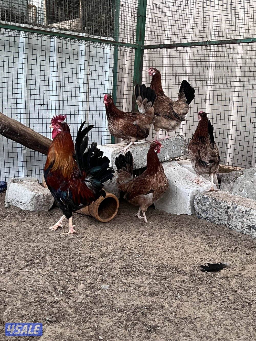 دجاج حبيشي بيور1