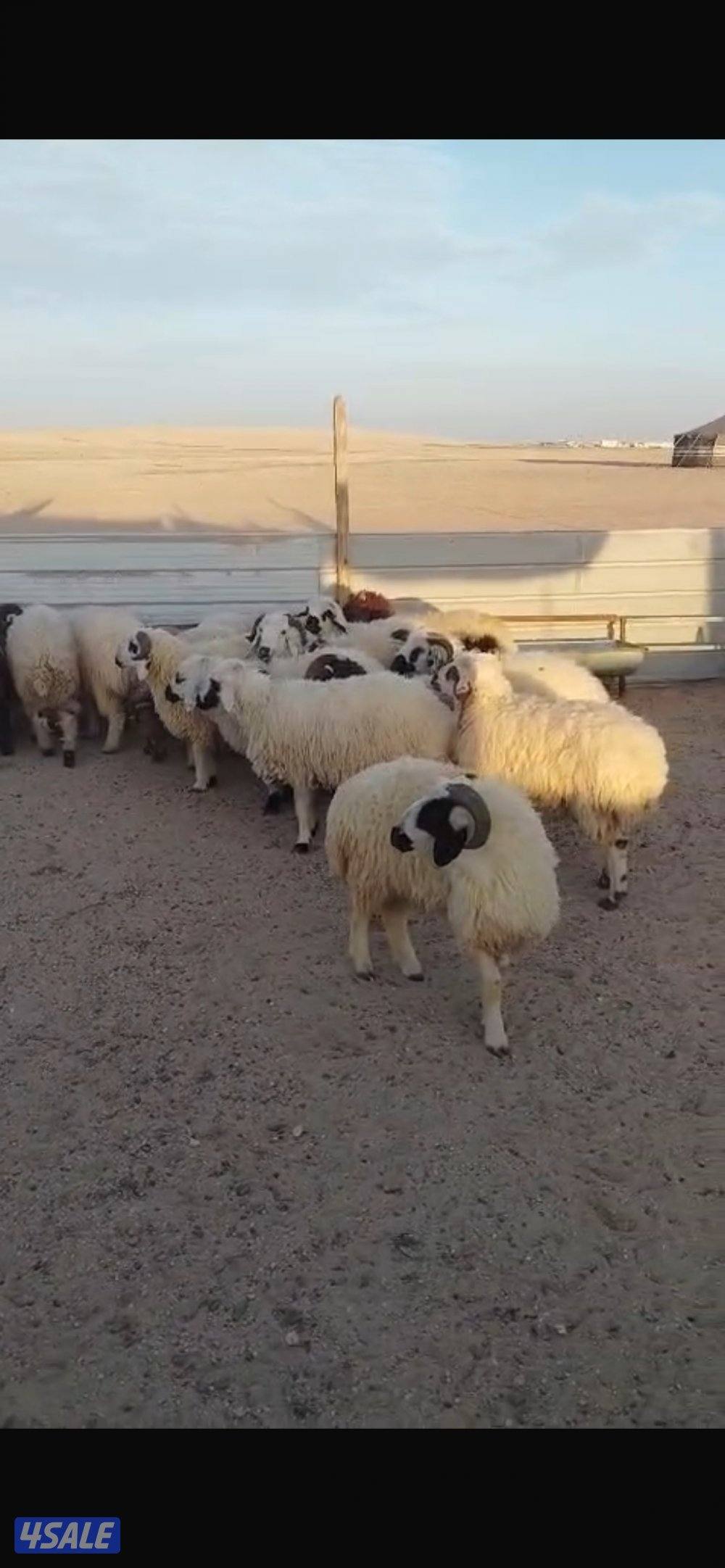 ذبايح شفالي ونعيم0