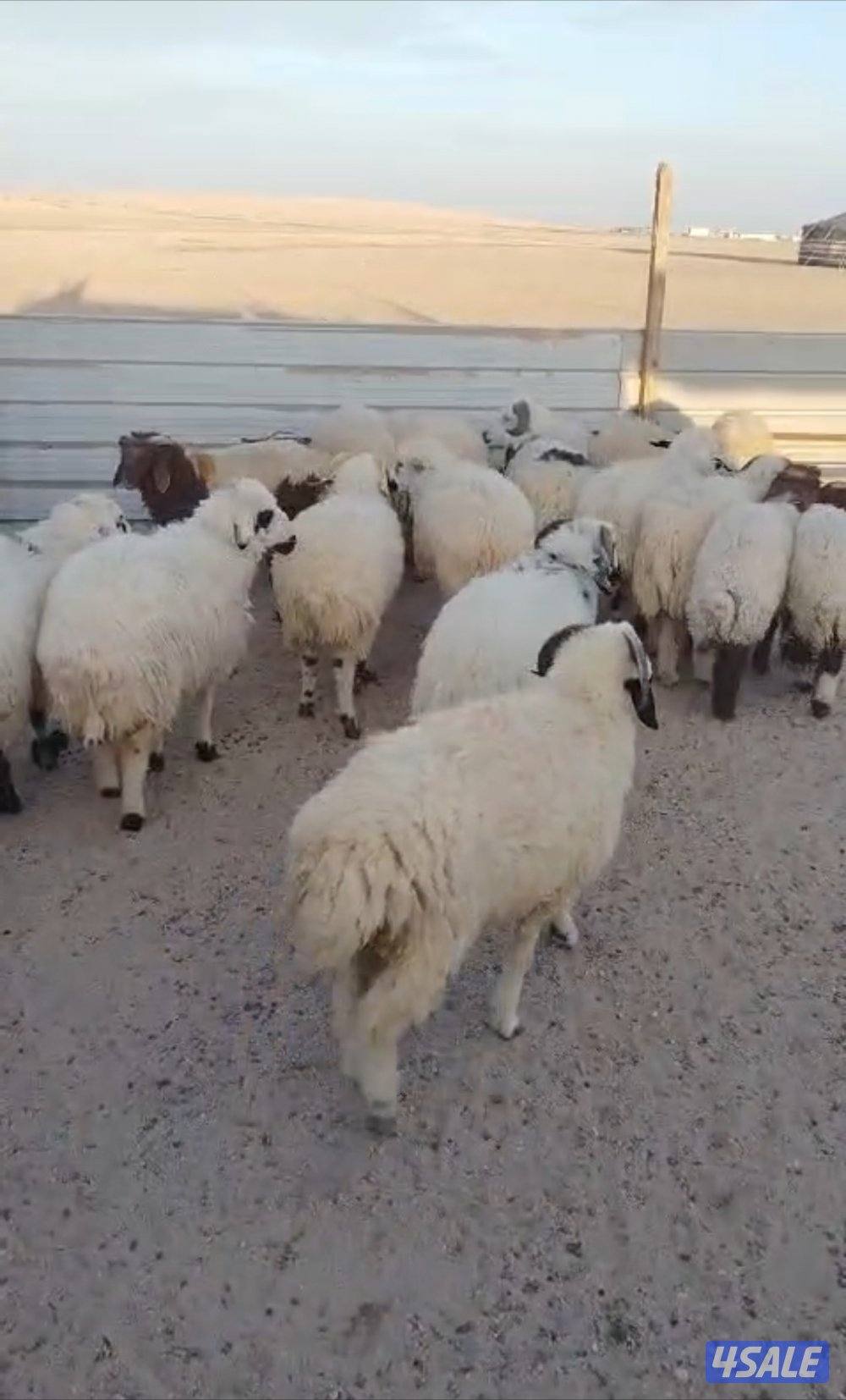 ذبايح شفالي ونعيم1