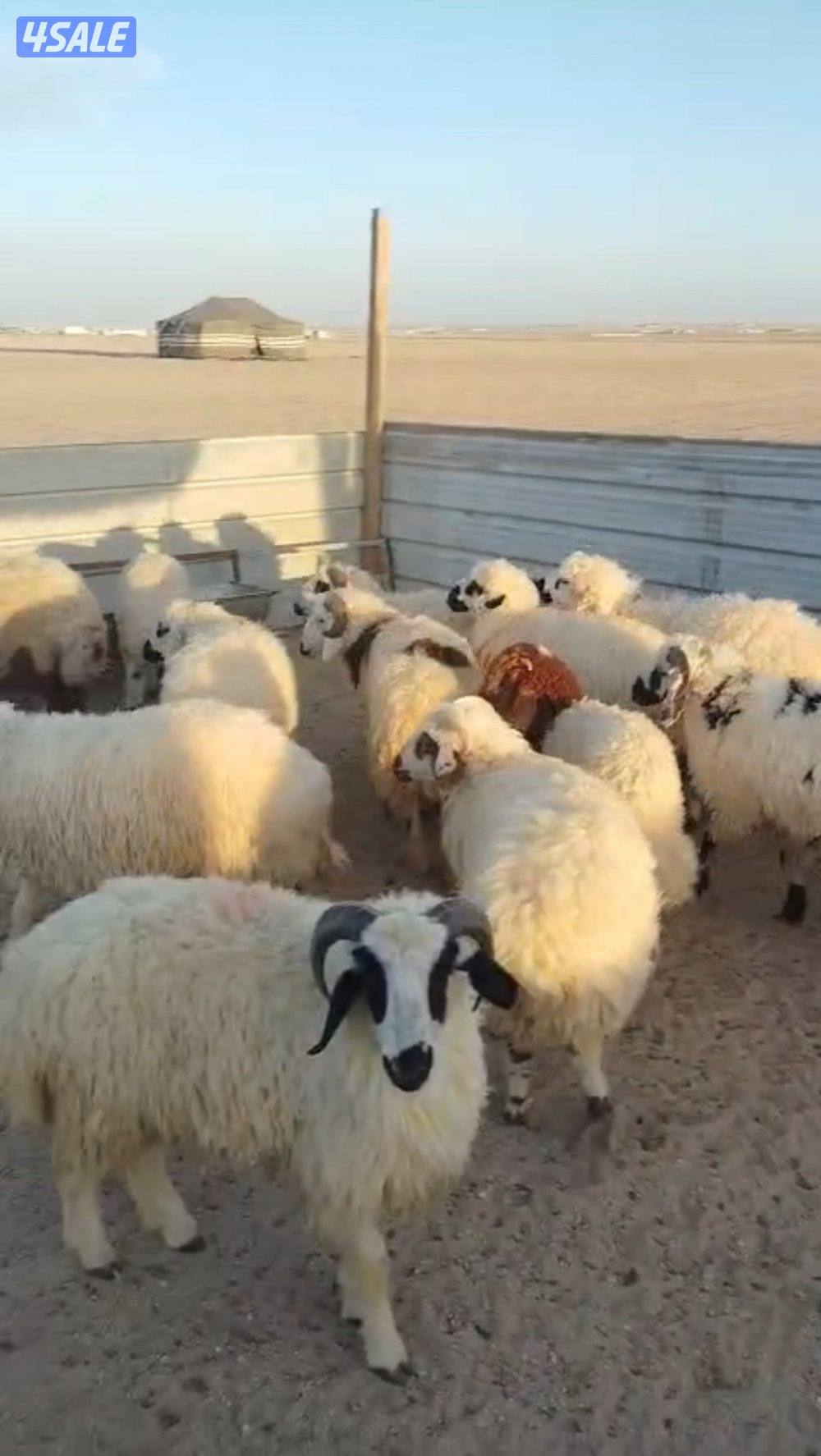 ذبايح شفالي ونعيم2