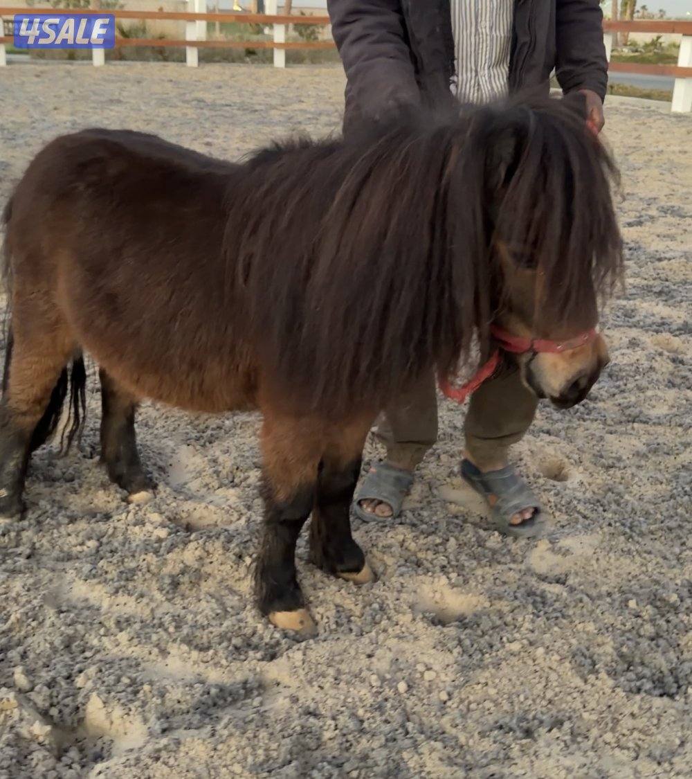 بونيه للبيع عدد 20