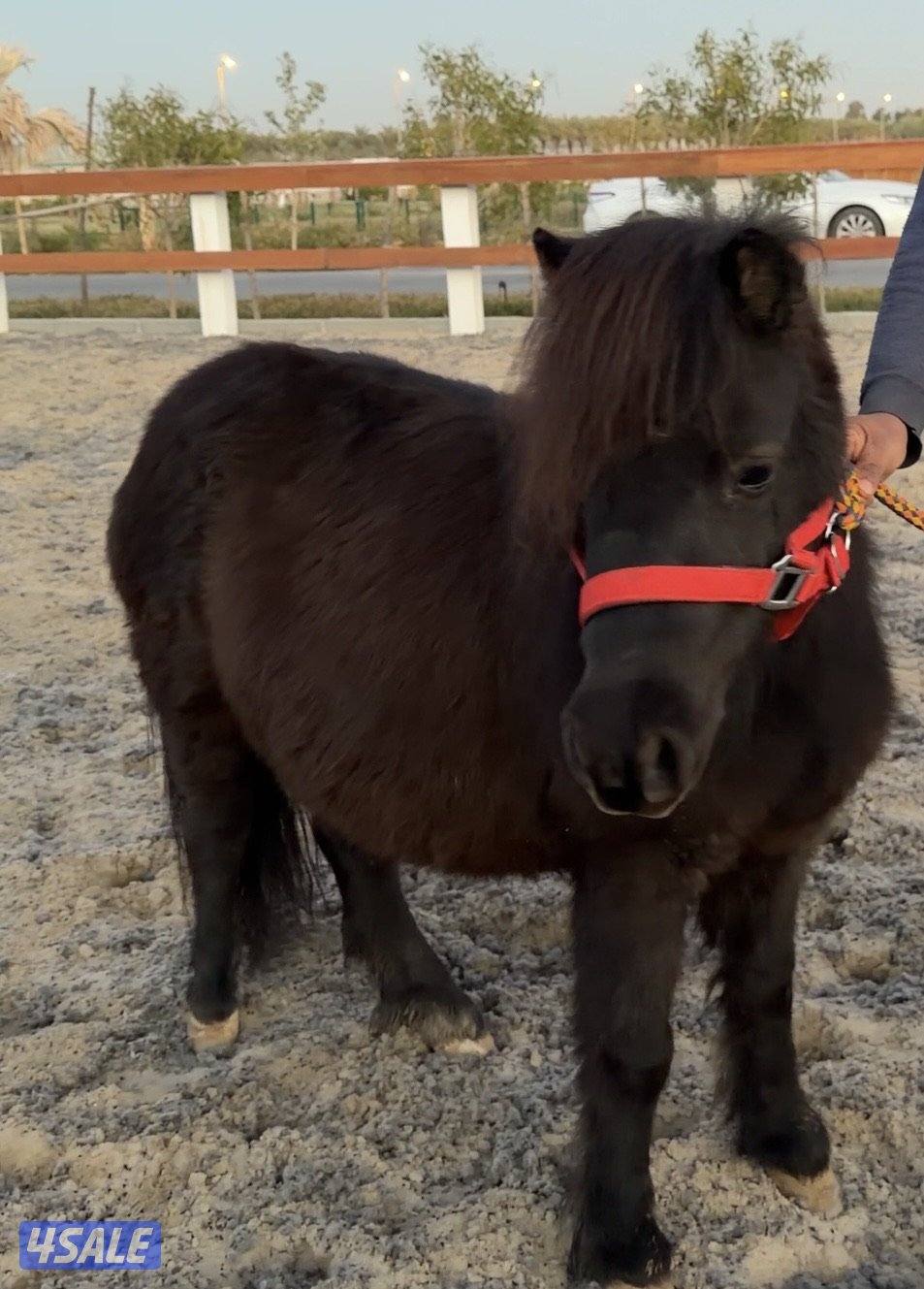 بونيه للبيع عدد 21