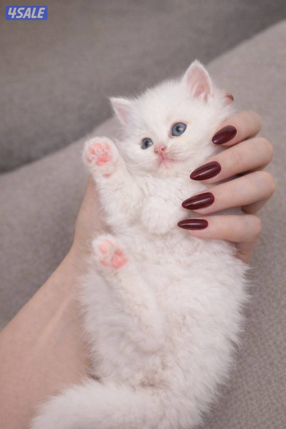 قطط كتن للبيع0