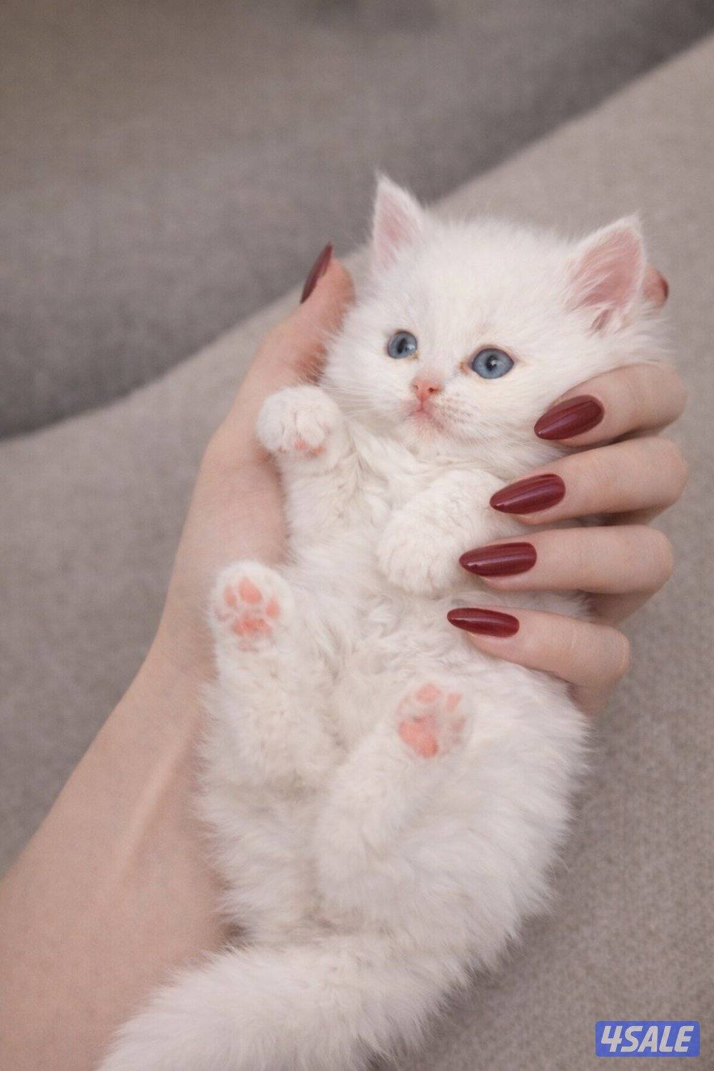 قطط كتن للبيع1