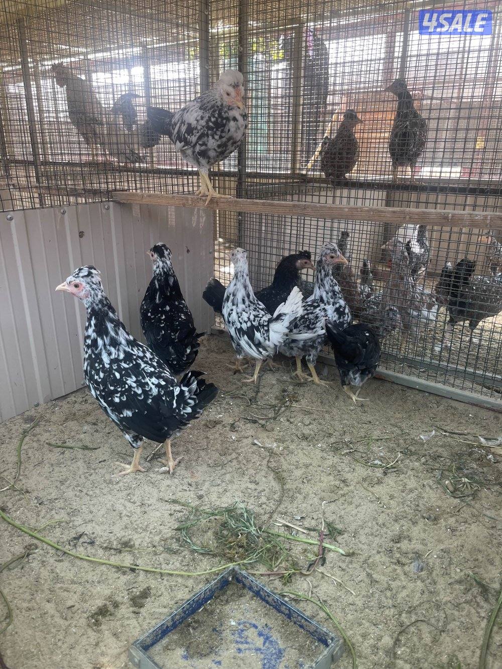 شي فاخر ومرتب0