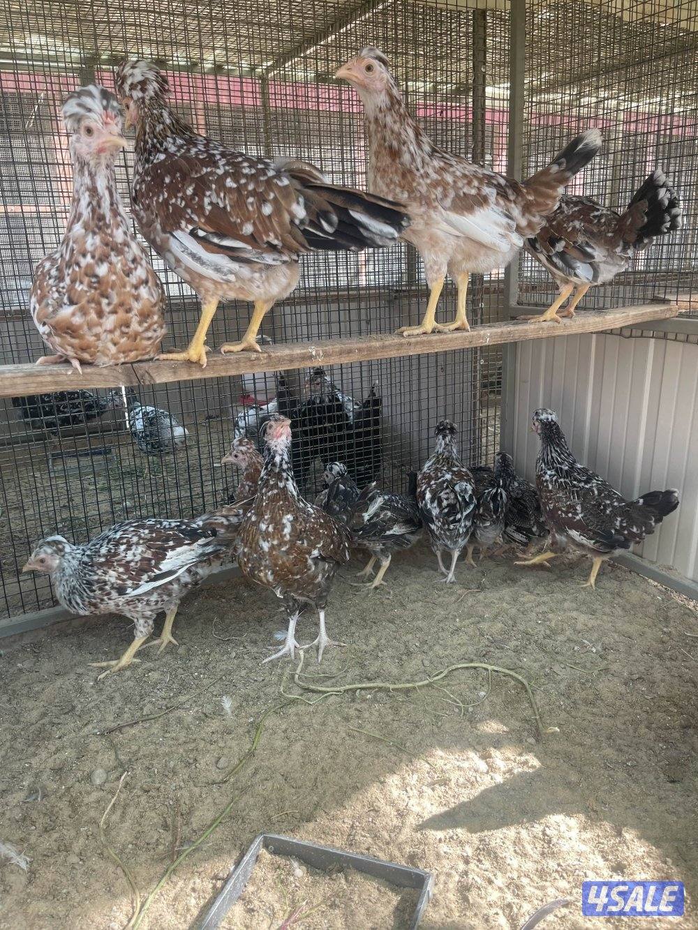 شي فاخر ومرتب1