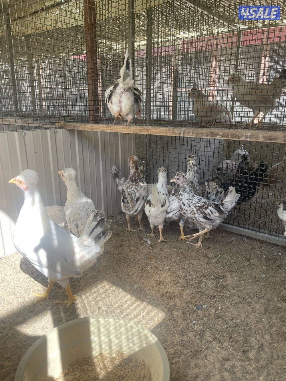 شي فاخر ومرتب2