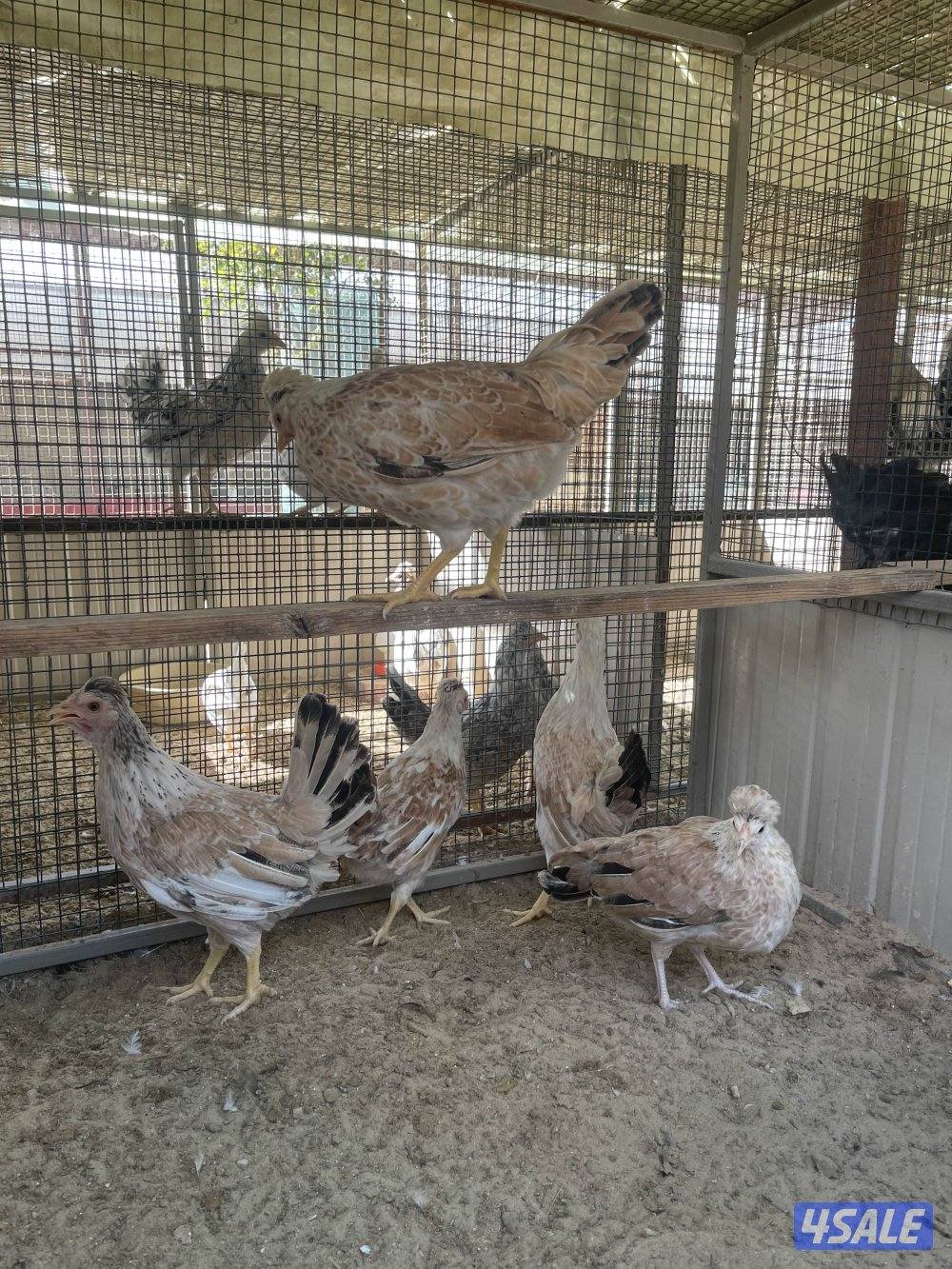 شي فاخر ومرتب3