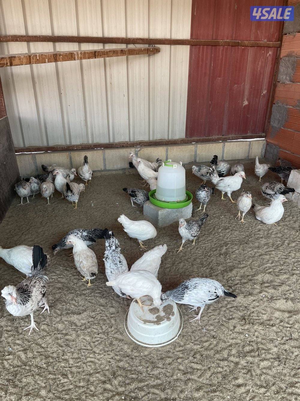 شي فاخر ومرتب4