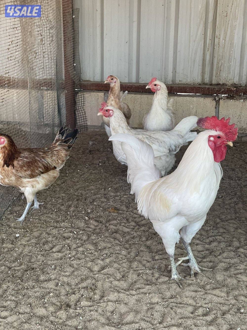 شي فاخر ومرتب5