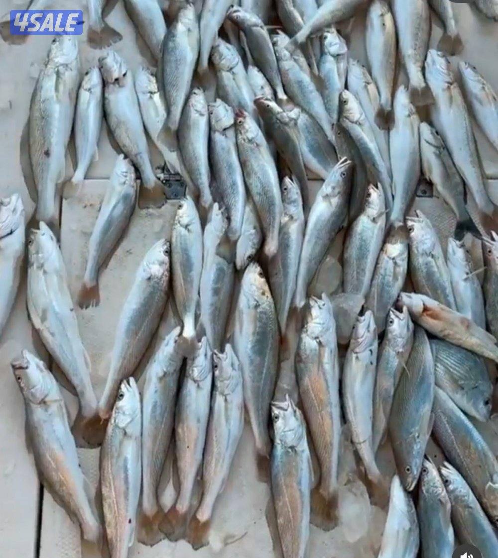 ‏‎نوخذه كويتي حداق جسر جابر والجون وتعليم الحداق والجق ولفاح0