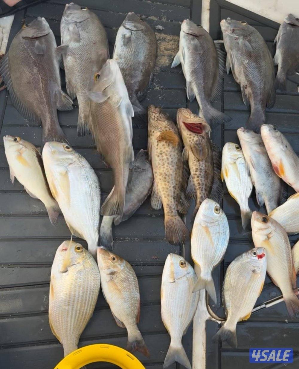 ‏‎نوخذه كويتي حداق جسر جابر والجون وتعليم الحداق والجق ولفاح3