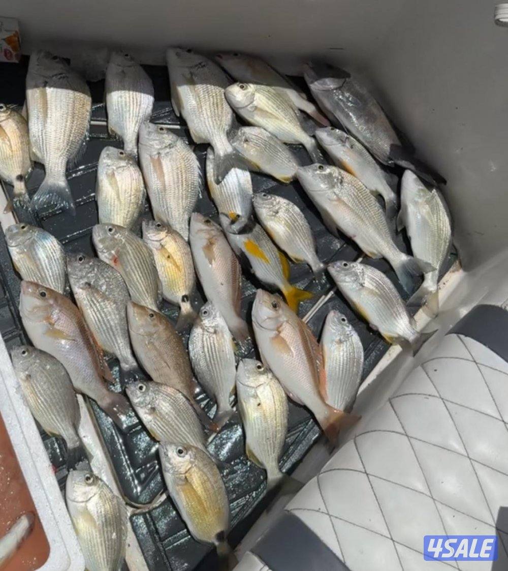 ‏‎نوخذه كويتي حداق جسر جابر والجون وتعليم الحداق والجق ولفاح4