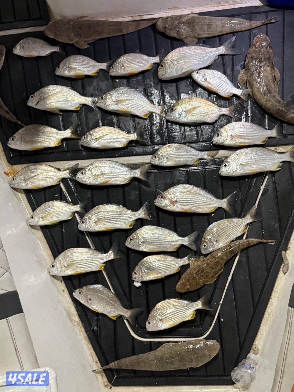 ‏‎نوخذه كويتي حداق جسر جابر والجون وتعليم الحداق والجق ولفاح8