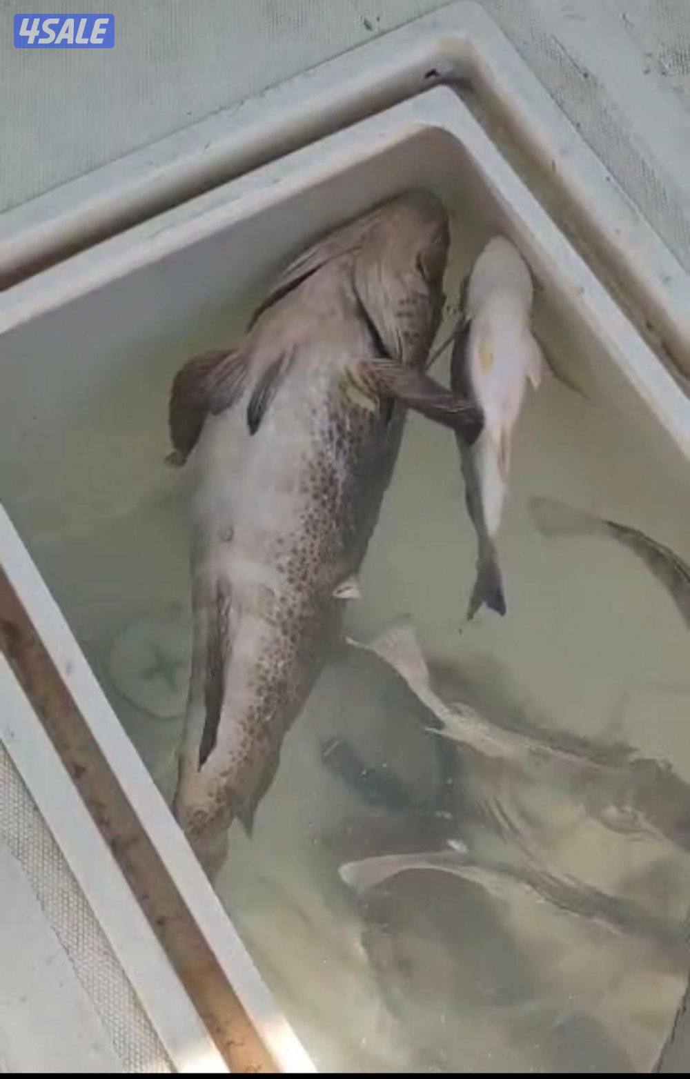 ‏‎نوخذه كويتي حداق جسر جابر والجون وتعليم الحداق والجق ولفاح12