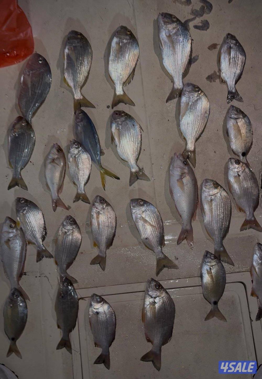 ‏‎نوخذه كويتي حداق جسر جابر والجون وتعليم الحداق والجق ولفاح13