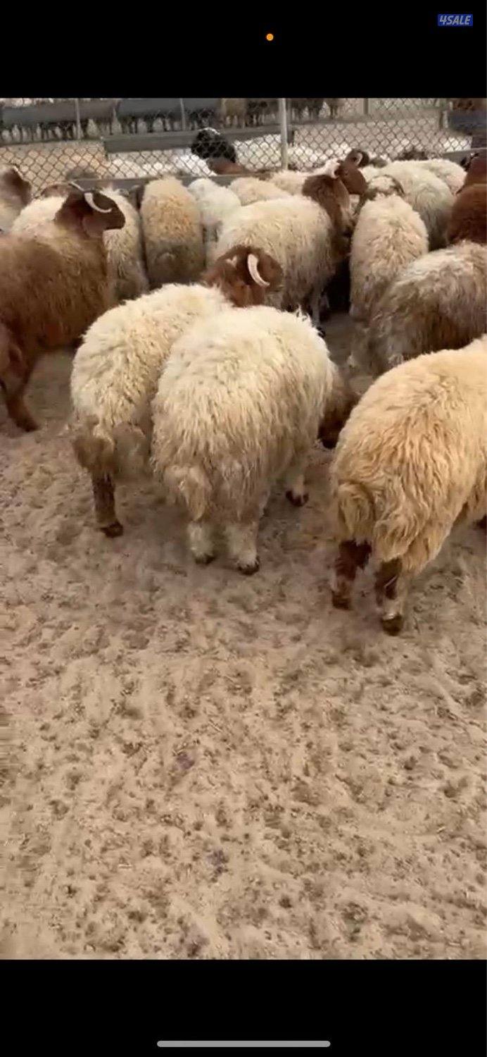 للبيع طليان مربوطه طيبه1