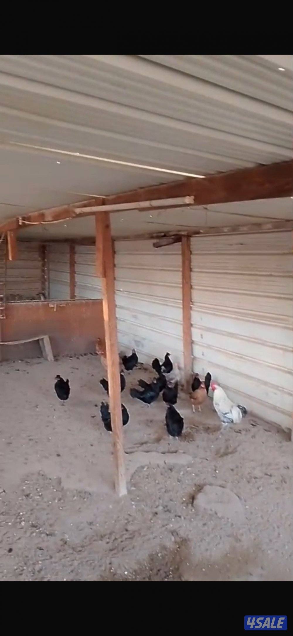 دجاج عربي اسود ووز منتج وحمام لاحم فرنسي وحمام باكستاني طيار0