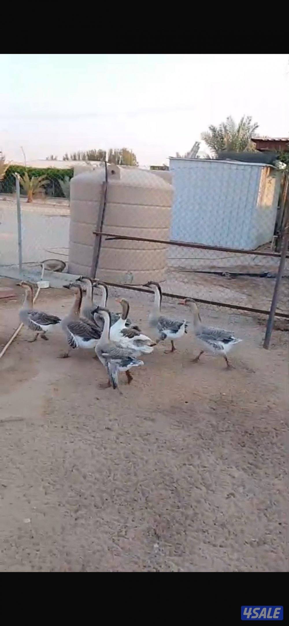 دجاج عربي اسود ووز منتج وحمام لاحم فرنسي وحمام باكستاني طيار2