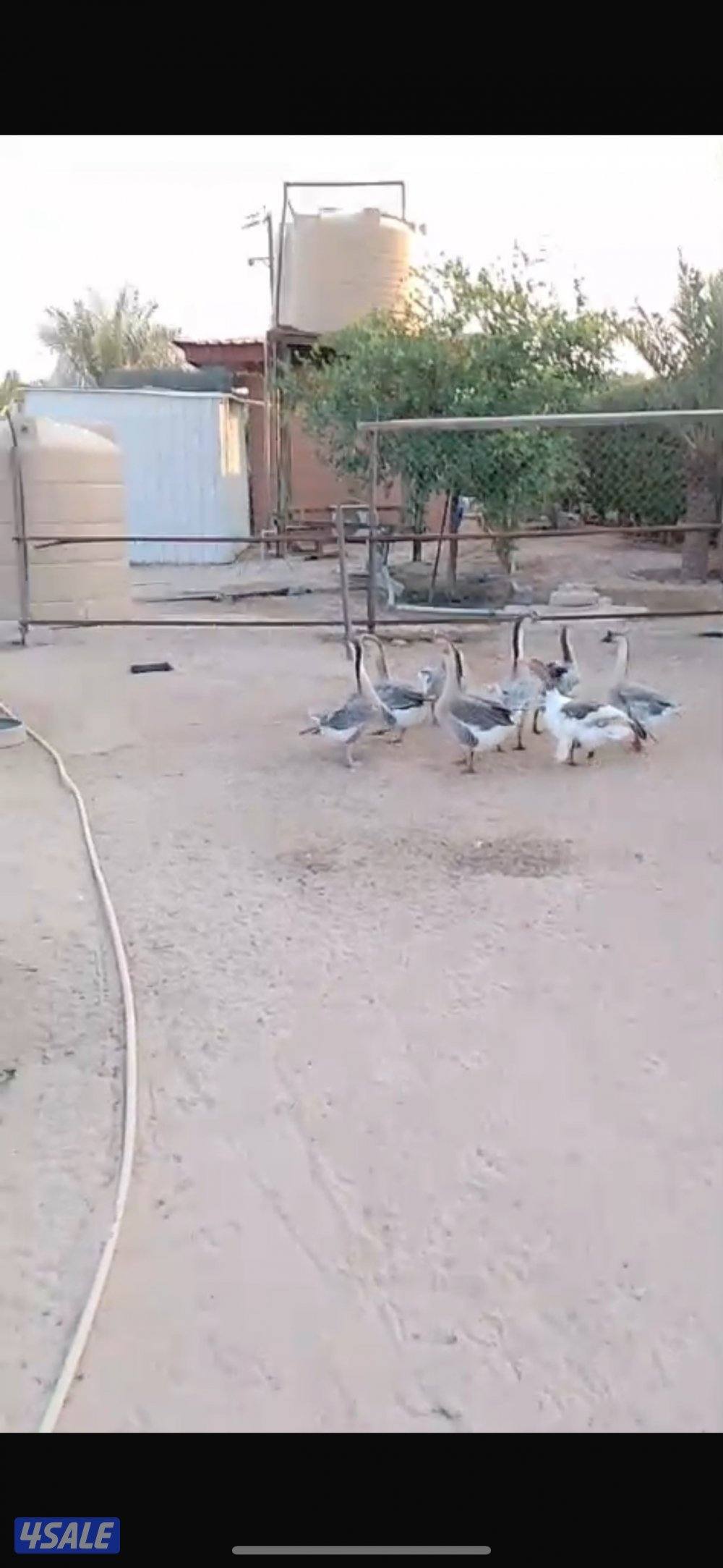 دجاج عربي اسود ووز منتج وحمام لاحم فرنسي وحمام باكستاني طيار3