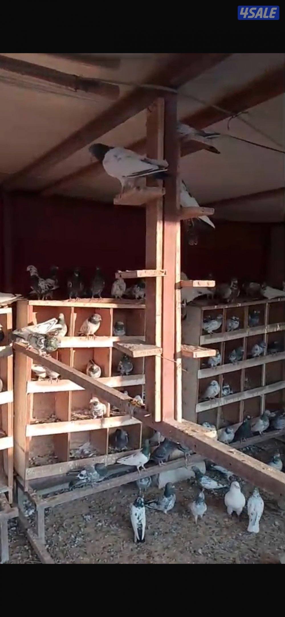 دجاج عربي اسود ووز منتج وحمام لاحم فرنسي وحمام باكستاني طيار4