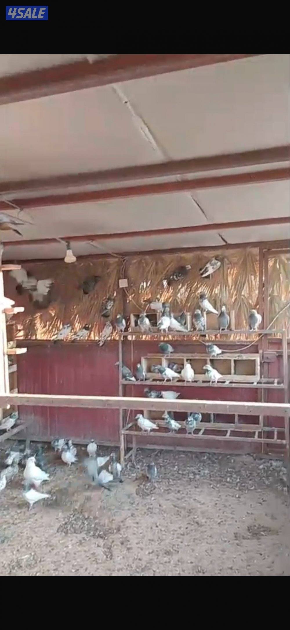 دجاج عربي اسود ووز منتج وحمام لاحم فرنسي وحمام باكستاني طيار5