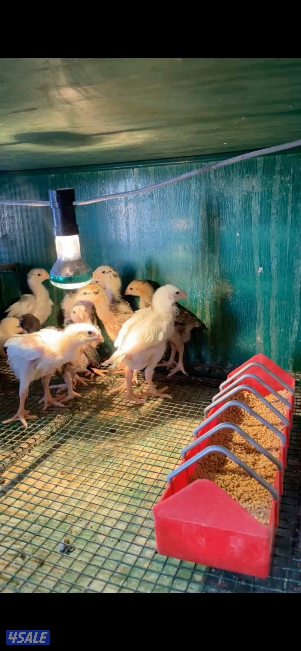 فروخ دحاج هندي0