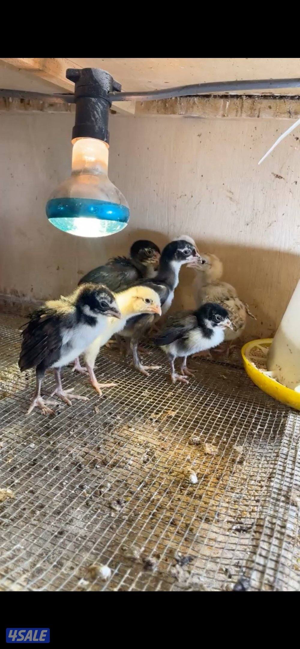 فروخ دحاج هندي1