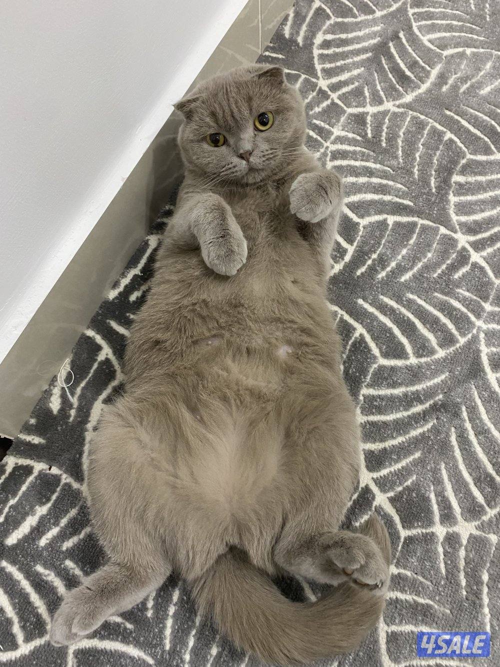 قطط سكوتش للتبني العمر سنتي ونص0