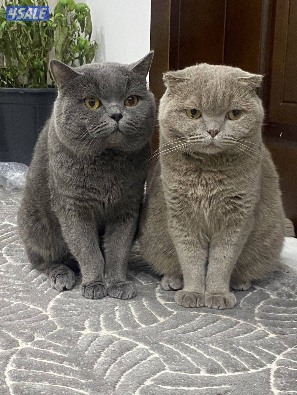 قطط سكوتش للتبني العمر سنتي ونص1