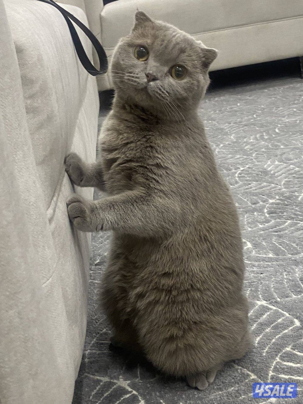 قطط سكوتش للتبني العمر سنتي ونص2