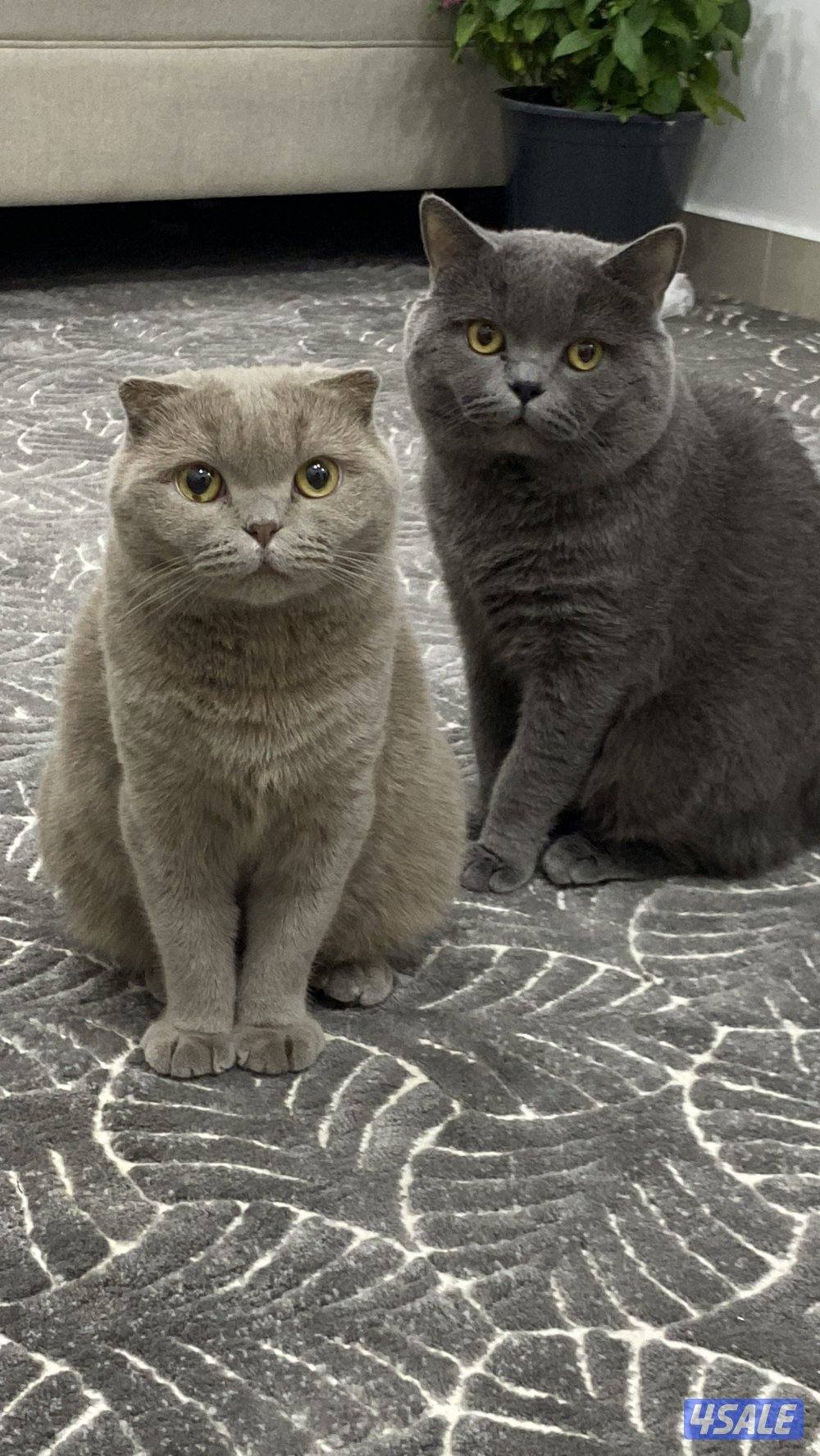 قطط سكوتش للتبني العمر سنتي ونص3