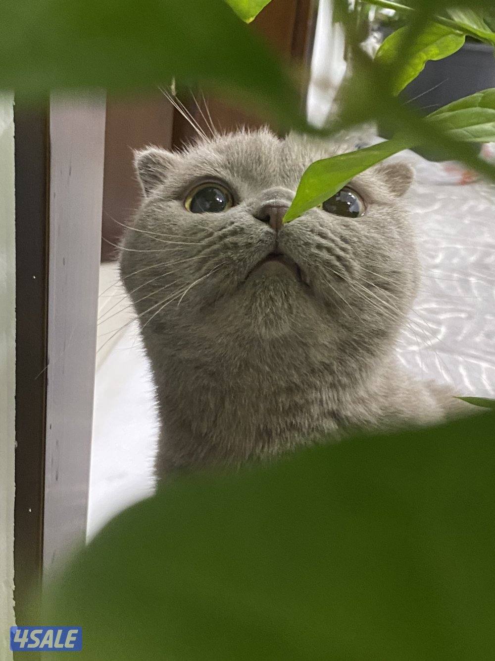 قطط سكوتش للتبني العمر سنتي ونص4