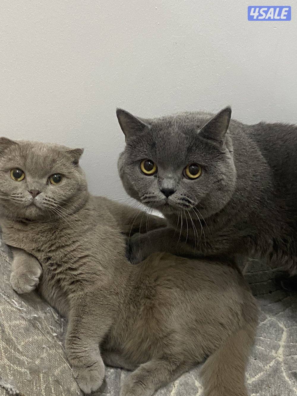 قطط سكوتش للتبني العمر سنتي ونص5